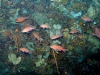 anthias.jpg