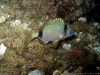 marcogargiulo064.jpg