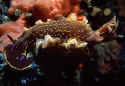 041a Glossodoris copia.jpg