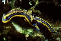 055a Hypselodoris fontandraui 2.JPG