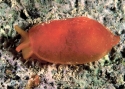 Bertella aurantiaca M.jpg