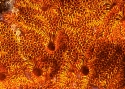 Botrilloide M 1a.jpg