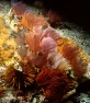 Branchiomma gruppo.jpg