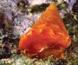 Calliostoma ziziphinus M.jpg