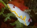 Chromodoris purpurea.jpg