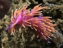 Flabellina ischitana E.jpg