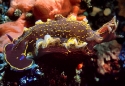 Hypselodoris.jpg