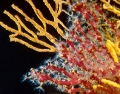 Pareritropodium coralloides 1.jpg