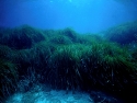 081 Prateria Posidonia 31.jpg