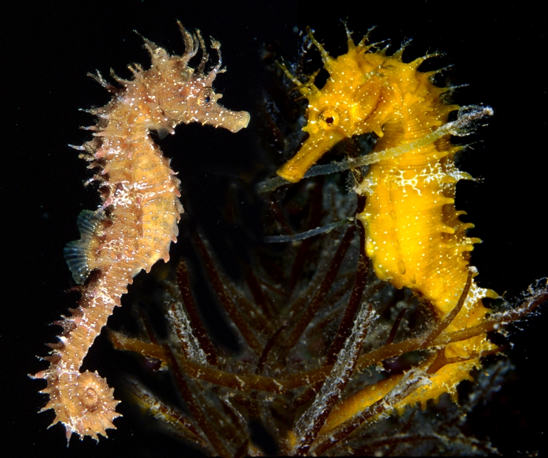 Hippocampus guttulatus giallo M coppia.jpg