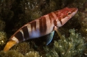 021 086-Serranus scriba M copia.jpg