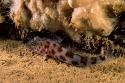 072 Gobius ephippiatus M.jpg