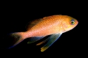 113b Antias M.JPG