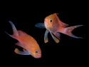 Anthias_coppia_M_.jpg