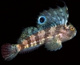 Blennius ocellatus M.jpg