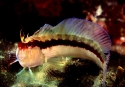 Blennius rouxi M 1.jpg