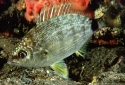 Diplodus annularis M.jpg