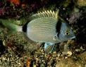 Diplodus vulgaris M.jpg