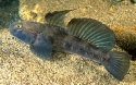 Gobius niger M 1.jpg