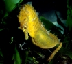 Hippocampus giallo parto copia.jpg