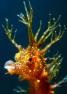 Hippocampus guttulatus testa 1 M.jpg