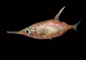 Macroramphosus scolopaz 2 M.jpg