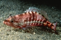 Serranus cabrilla  M.jpg