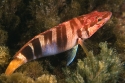 Serranus scriba M.jpg