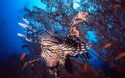 Pterois volitans 01.jpg