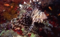 Pterois volitans 02.jpg