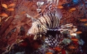 Pterois volitans 03.jpg